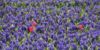 Holland.Guide