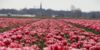 Holland.Guide